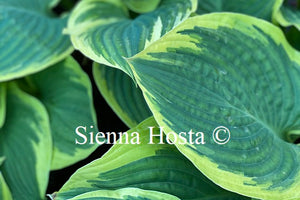 Hosta Lakeside Roy El