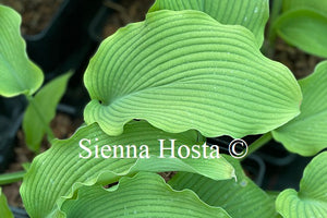 Hosta 'Last Train Home'