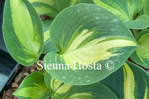 Hosta Lakeside Cupcake