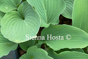 Hosta Lily Blue Eyes