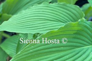 Hosta Love Song