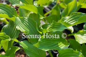 Hosta 'Lakeside Coal Miner'