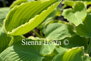 Hosta 'Lakeside Breaking News'