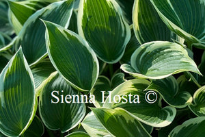 Hosta 'Lucky Number'