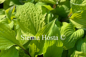 Hosta 'Lipstick Blonde'