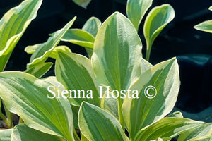 Hosta Little Wonder