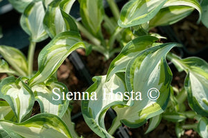 Hosta 'Mashmallow Sky'