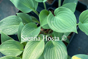 Hosta 'Martini'