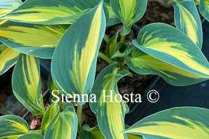 Hosta Magic Island