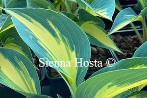 Hosta Magic Island