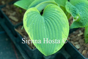 Hosta Nifty Fifty