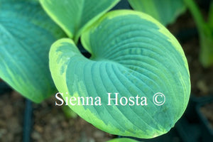 Hosta Nifty Fifty