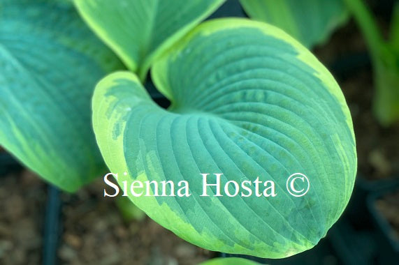 Hosta Nifty Fifty