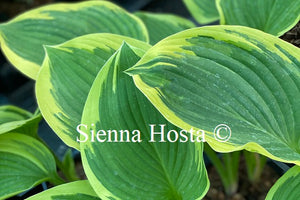 Hosta 'Night at the Opera'