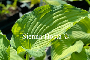 Hosta 'Old Glory'