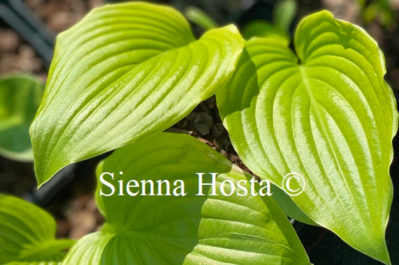 Hosta plantaginea