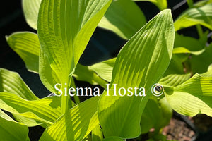 Hosta 'Paradise Power'