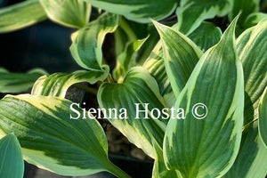 Hosta 'Proud Dragon'