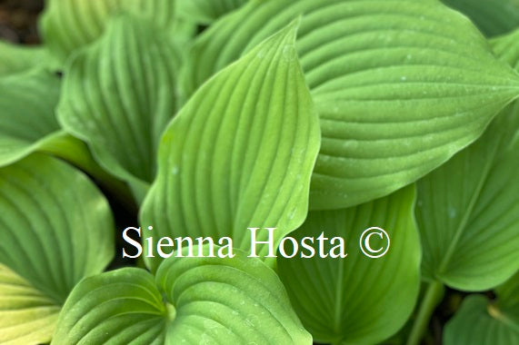 Hosta 'Purple Boots'