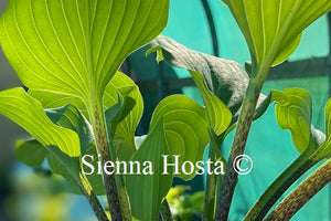 Hosta 'Purple Boots'