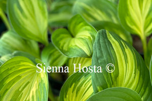 Hosta 'Peppermint Ice'
