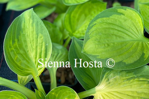 Hosta 'Pocketful of Sunshine