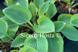Hosta 'Parky's Prize'
