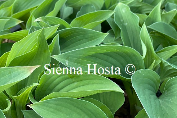 Hosta 'Pelham Blue Tump'