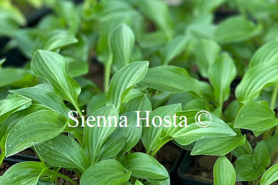 Hosta 'Plug Nickel'