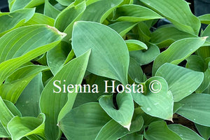 Hosta 'Pelham Blue Tump'