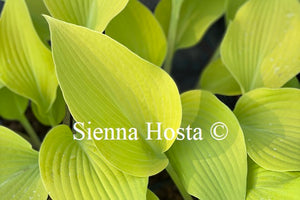 Hosta 'Prairie Moon'
