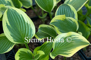 Hosta 'Queen Josephine'