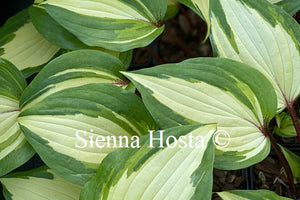 Hosta 'Raspberry Sundae'