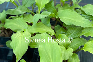 Hosta 'Red Salamander'