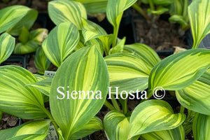 Hosta 'Rainbow's End'