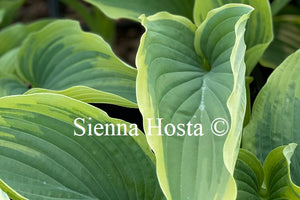 Hosta 'Stag's Leap'