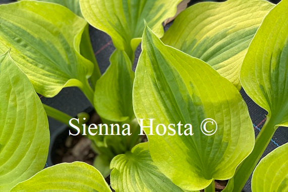 Hosta 'Summer Breeze'