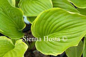 Hosta 'Sea Dream'