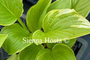 Hosta 'Sea Dream'