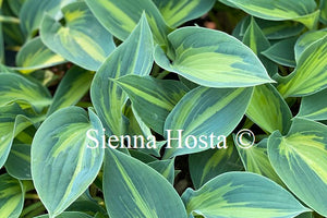 Hosta 'Stand By Me'