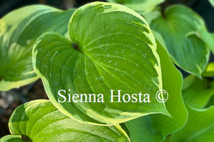 Hosta 'Sorbet'