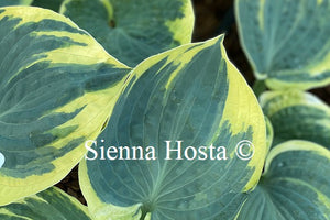 Hosta 'Sugar Daddy'