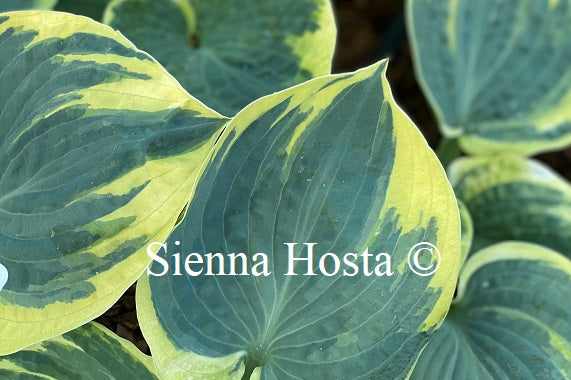 Hosta 'Sugar Daddy'