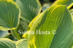 Hosta 'Singing in the Rain'