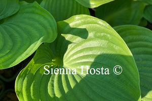 Hosta 'Titanic'