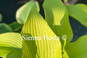 Hosta 'Templar Gold'