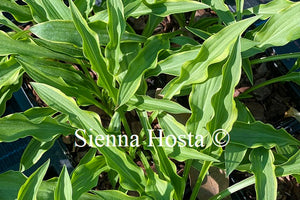 Hosta 'Tattle Tails'