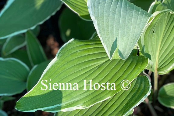 Hosta 'Valley's Sushi'