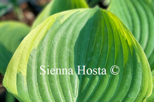 Hosta 'Victory'