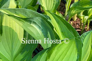 Hosta 'Whirligig'